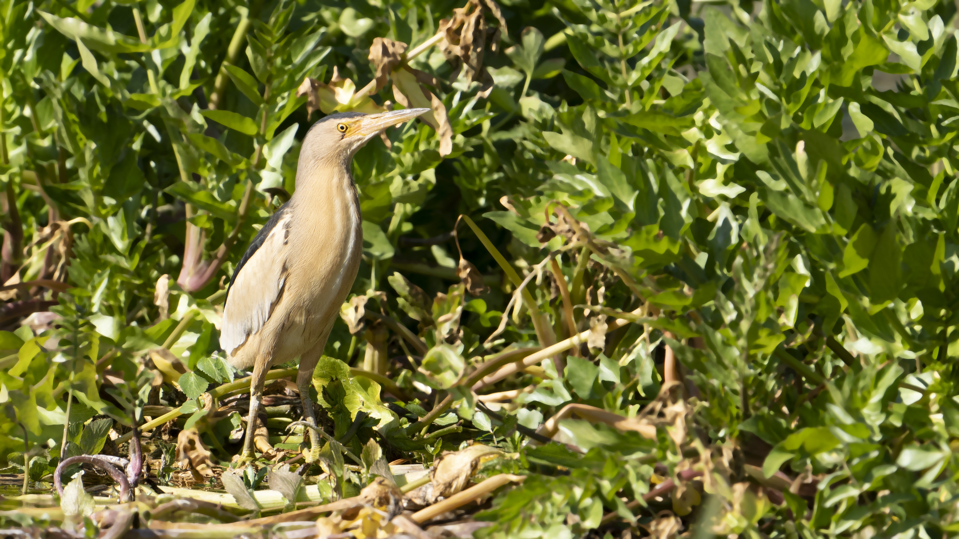 Little Bittern — Ana fotoğraf